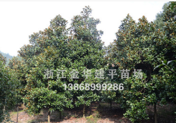 供應(yīng)多種規(guī)格廣玉蘭 白紅玉蘭 黃玉蘭 紫玉蘭