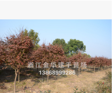 批發(fā)紅楓 綠化工程苗木 規(guī)格齊全 質(zhì)優(yōu)價(jià)廉