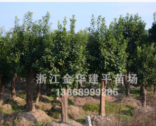 優(yōu)質(zhì)喬木 香泡樹 柚子樹 15-30公分