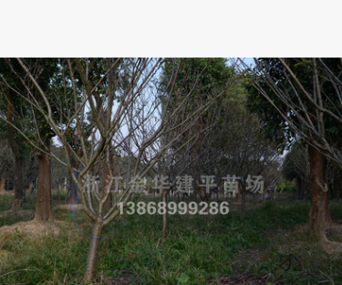 櫻花 櫻花樹 工程苗木 地徑6-12公分