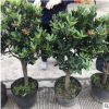 嫁接盆栽 四季杜鵑茶花 四季杜鵑紅山茶