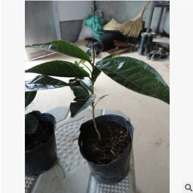 盆栽四季海棠茶花小苗 優質品種茶花 四季海棠茶花