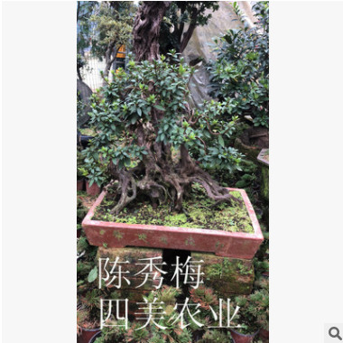 精品天然映山紅樹樁 形狀獨特 樹形自然優美