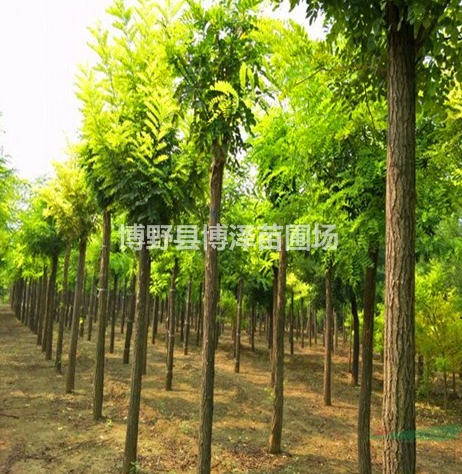 平頭刺槐多少錢，價格