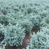 藍色波爾瓦7供應(yīng)/藍色波爾瓦7圖片