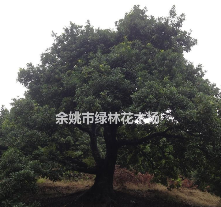 楊梅樹經(jīng)濟(jì)林果苗（推薦荒山種植、苗圃育苗）