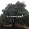 楊梅樹經(jīng)濟(jì)林果苗（推薦荒山種植、苗圃育苗）