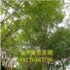 能俊苗圃槐樹批發 槐樹 量大優惠貨源足槐樹
