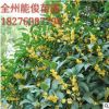 廣西桂花樹 桂花樹 量大優惠貨源足 桂林桂花樹批發