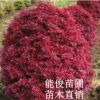 桂林紅楓樹 廣西紅楓樹 量大優惠 常綠喬木 園林綠化 庭院觀賞