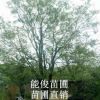 槐樹 廣西槐樹 優質槐樹
