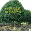 廣西桂花樹 桂花樹 量大優惠貨源足 桂林桂花樹批發