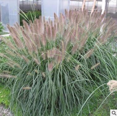 狼尾草批發 基地直供 重慶水生植物 固堤防沙植物 園林植物