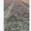 供應(yīng)庭院攀爬藤月季，大花月季，薔薇，豐花月季