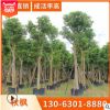 秋楓報價 福建基地直銷 大量供應(yīng) 規(guī)格齊全