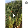加拿利海棗種植基地 場地直銷 多規(guī)格供應(yīng)美化環(huán)境