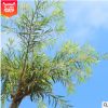 福建串錢柳、綠植批發(fā) 廠家直銷行道庭院園林景觀綠化工程