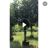 黃瑾 綠化工程苗木 常綠喬木 價格便宜 量大多優(yōu) 庭院造景樹