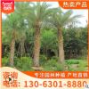 福建銀海棗 專業(yè)種植美化環(huán)境 基地直銷批發(fā)價格供應(yīng)