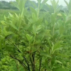 杜鵑苗
