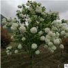 基地直銷木芙蓉 各種規(guī)格 批發(fā) 綠化工程