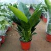 四季長青大葉綠鉆 金鉆紅鉆植物大型盆栽 清除甲醛客廳大型盆栽除