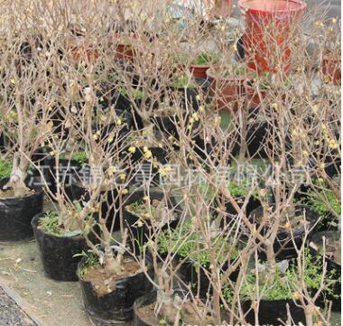 臘梅樹苗批發綠化花木梅花盆景行道點綴庭院觀賞氣味芳香臘梅花苗