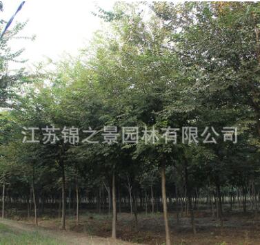 櫸樹樹苗批發工程綠化苗木街道庭蔭防護紅櫸樹苗