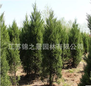 檜柏苗批發綠化苗木蜀檜 塔柏 色塊綠籬高速行道點綴檜柏樹苗