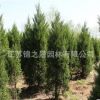 檜柏苗批發(fā)綠化苗木蜀檜 塔柏 色塊綠籬高速行道點綴檜柏樹苗
