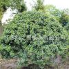 無刺構(gòu)骨球苗批發(fā)工程綠化苗木紅果構(gòu)骨苗行道植物無刺枸骨樹苗