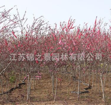 紅葉碧桃樹苗批發紫葉碧桃工程綠化苗木行道風景樹紅葉碧桃
