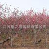 紅葉碧桃樹苗批發(fā)紫葉碧桃工程綠化苗木行道風(fēng)景樹紅葉碧桃