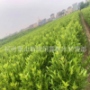 杭州 蕭山 青珊瑚 基地 直銷 園林采購(gòu) 工程 法國(guó)冬青 大量批發(fā)