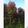 湖南基地批發紅花紫薇樹苗 紅火球紫薇 百日紅 規格齊全 可聯系