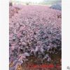 大量供應湖南紅花繼木小苗100-120cm 花卉綠化工程小苗 苗農直銷