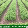 苗圃批發 盆栽茶花苗 精品山茶花小苗 茶花樹優質出售 歡迎咨詢