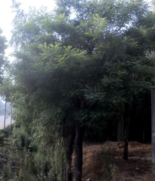 白蠟，國槐各450棵，一*樹