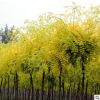 能俊苗圃槐樹批發 15-20-25槐樹 量大優惠貨源足槐樹