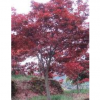 優(yōu)質(zhì)精品紅楓