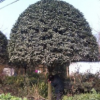 桂花