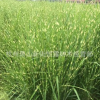 草花植物 細(xì)葉芒 花葉芒 斑葉芒 細(xì)葉莖芒 等草本植物
