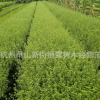 基地大量 供應(yīng)六月雪 工程綠化 品種齊全 量多優(yōu)惠