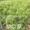 旱傘草 水生植物 水質(zhì)凈化 蕭山 水生基地 池塘綠化