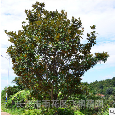 長沙飛鵬苗圃直銷 廣玉蘭 行道樹綠化 ，工程園林綠化
