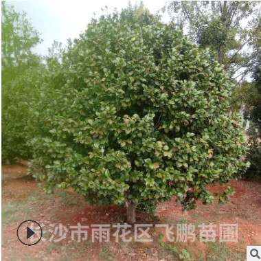 長沙飛鵬苗圃優惠供應 茶花球 規格齊全，品種齊 低價直銷