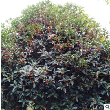 基地直供10/12公分的八月桂精品桂花樹移栽桂花量大價優