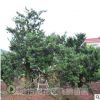 長沙飛鵬苗圃大量批發羅漢松 造型 園林景觀工程樹，價格優惠