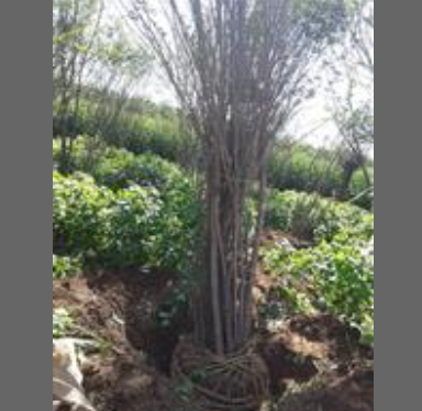 甘肅低價茶條槭量大