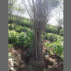 甘肅低價茶條槭量大